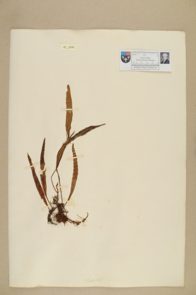 NHM_HH_42.100-2010 image NHM_HH_42.100-2010