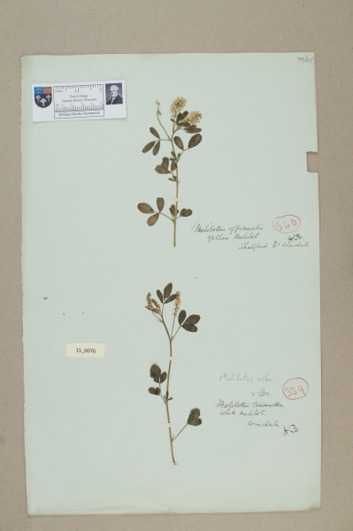 NHM_HH_15.76-2010 image NHM_HH_15.76-2010