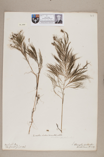 NHM_HH_30.30-2010 image NHM_HH_30.30-2010