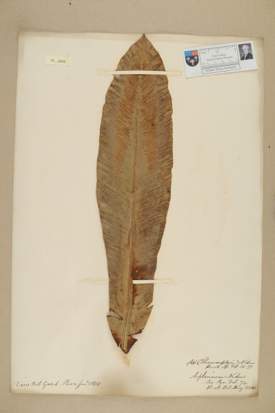 NHM_HH_42.43-2010 image NHM_HH_42.43-2010