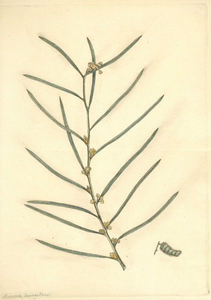 image NHM-HH.1_2-2014