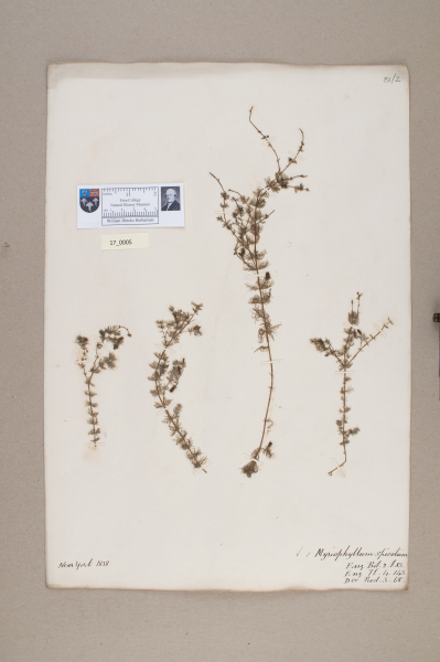 NHM_HH_17.5-2010 image NHM_HH_17.5-2010