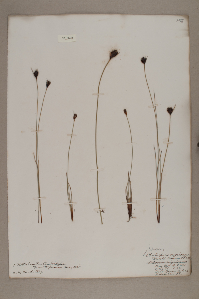 NHM_HH_32.38-2010 image NHM_HH_32.38-2010