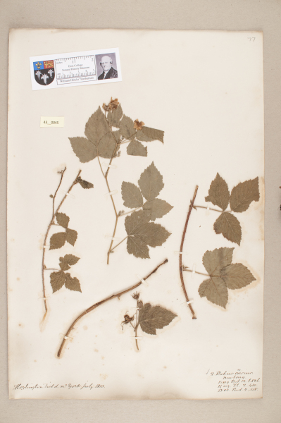 NHM_HH_43.45-2010 image NHM_HH_43.45-2010