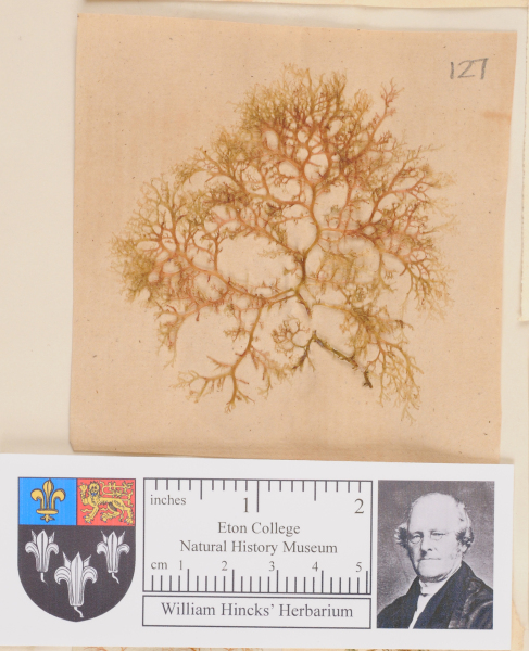 NHM_HH_1.127-2010 image NHM_HH_1.127-2010