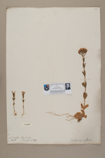 NHM_HH_19.59-2010 image NHM_HH_19.59-2010