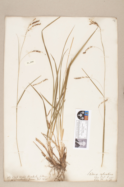 NHM_HH_33.90-2010 image NHM_HH_33.90-2010