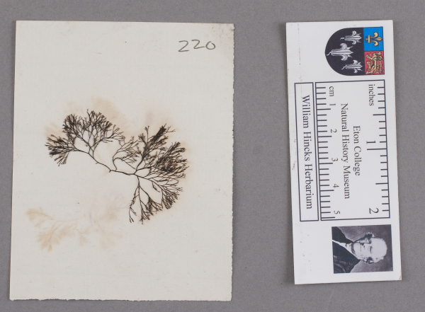 NHM_HH_1.220-2010 image NHM_HH_1.220-2010