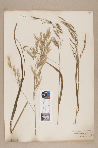 NHM_HH_35.118-2010 image NHM_HH_35.118-2010