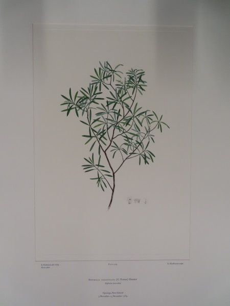 FDA-E.2916_24_14-2016-A image FDA-E.2916_24_14-2016-A