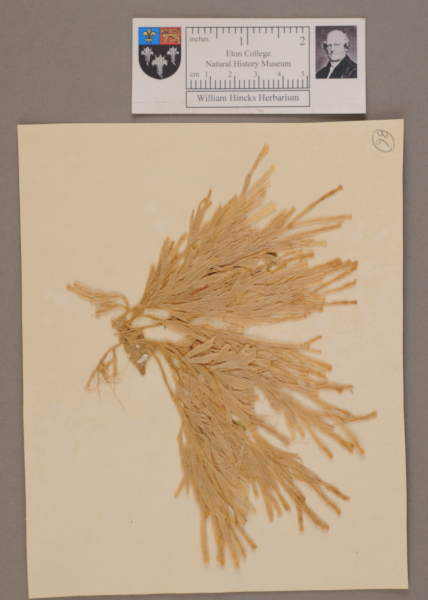 NHM_HH_1.36-2010 image NHM_HH_1.36-2010