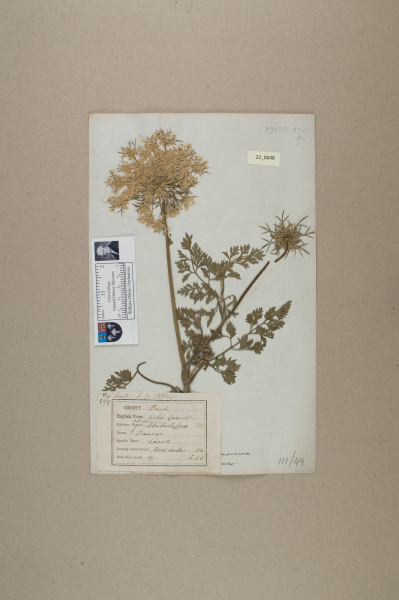 NHM_HH_22.48-2010 image NHM_HH_22.48-2010