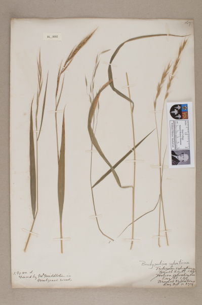 NHM_HH_36.2-2010 image NHM_HH_36.2-2010