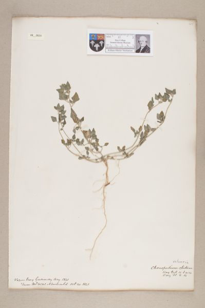 NHM_HH_8.23-2010 image NHM_HH_8.23-2010