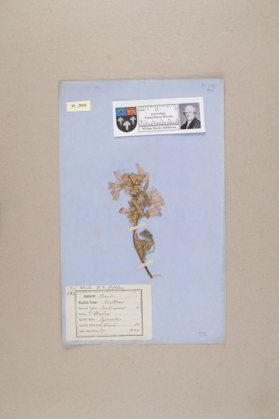 NHM_HH_10.33-2010 image NHM_HH_10.33-2010