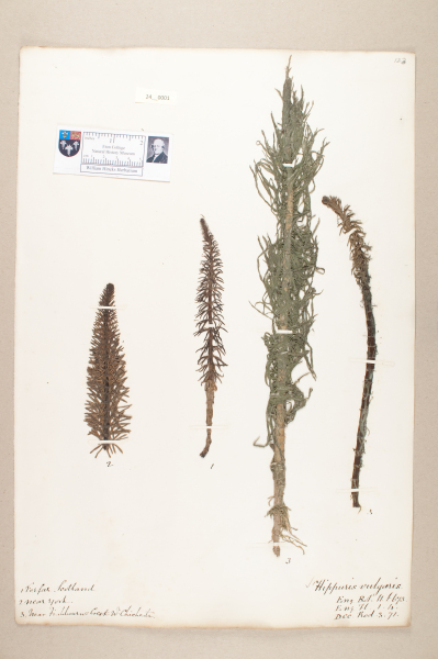 NHM_HH_24.1-2010 image NHM_HH_24.1-2010