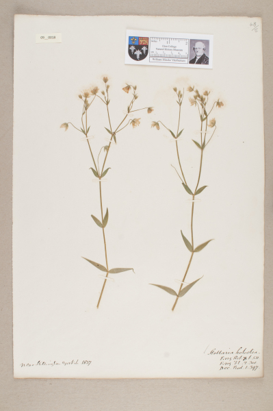 NHM_HH_9.18-2010 image NHM_HH_9.18-2010