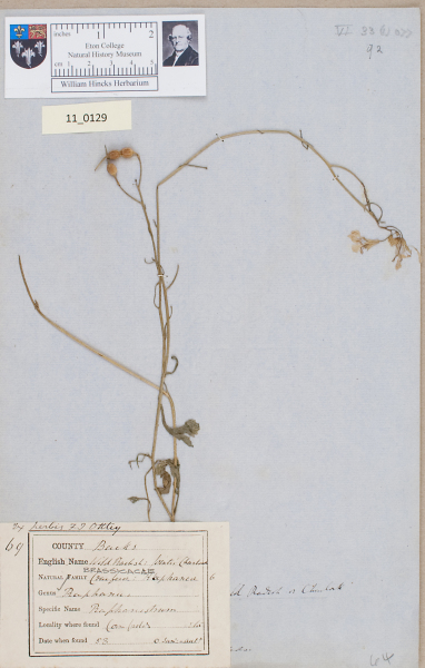 NHM_HH_11.129-2010 image NHM_HH_11.129-2010