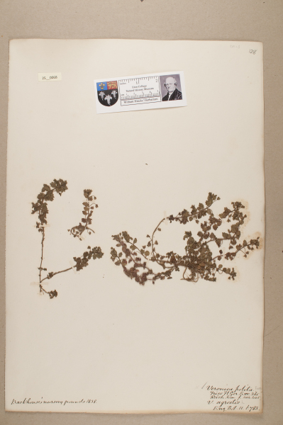 NHM_HH_25.68-2010 image NHM_HH_25.68-2010