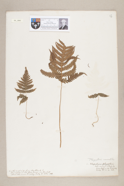 NHM_HH_4.45-2010 image NHM_HH_4.45-2010