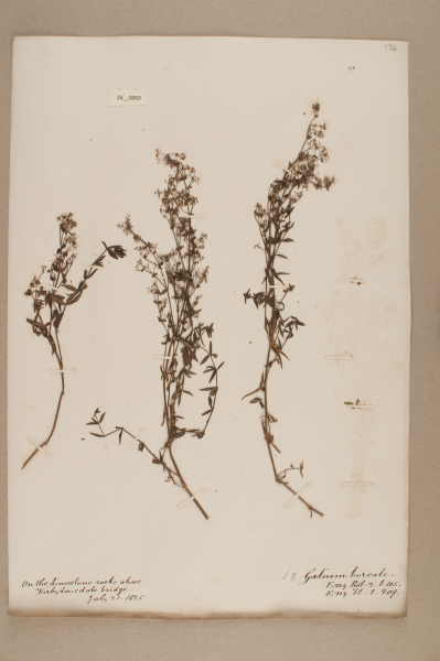 NHM_HH_26.60-2010 image NHM_HH_26.60-2010