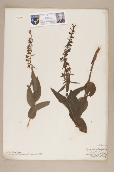 NHM_HH_40.5-2010 image NHM_HH_40.5-2010