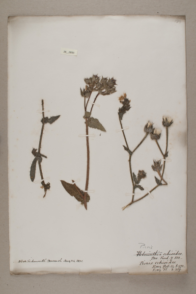 NHM_HH_28.33-2010 image NHM_HH_28.33-2010