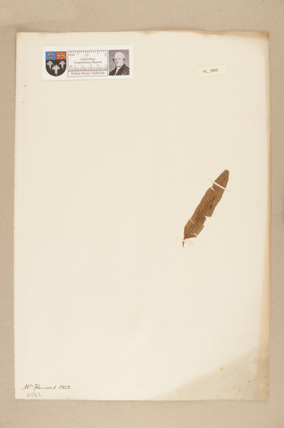 NHM_HH_41.2-2010 image NHM_HH_41.2-2010