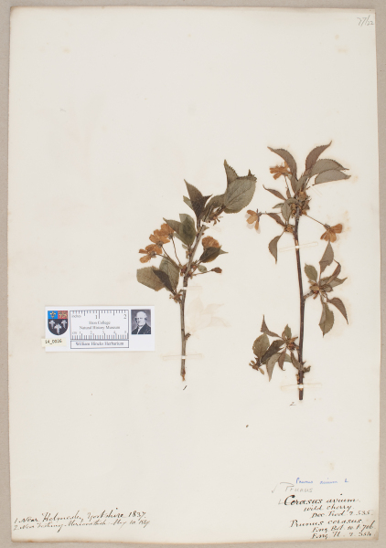 NHM_HH_14.26-2010 image NHM_HH_14.26-2010