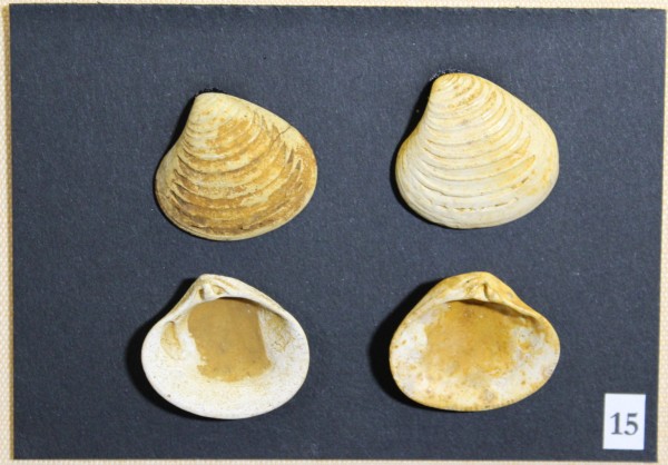 NHM-FT.15__-2016 image NHM-FT.15__-2016