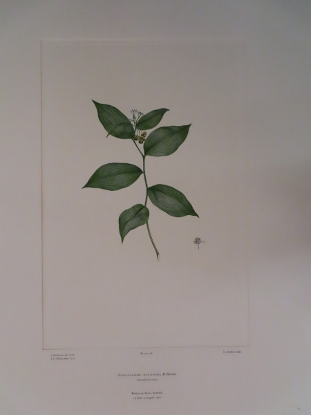 FDA-E.2916_15_14-2016 image FDA-E.2916_15_14-2016