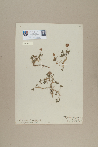 NHM_HH_16.16-2010 image NHM_HH_16.16-2010