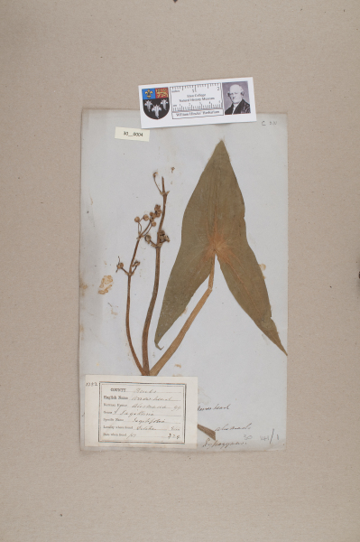 NHM_HH_30.4-2010 image NHM_HH_30.4-2010