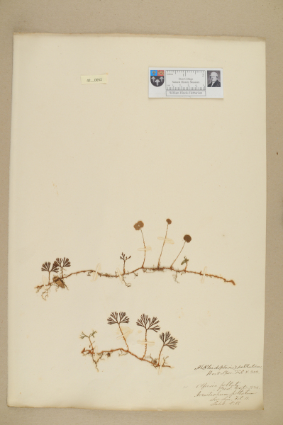 NHM_HH_42.52-2010 image NHM_HH_42.52-2010