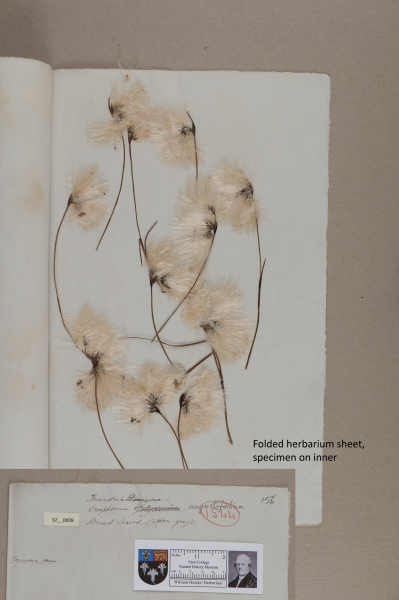 NHM_HH_32.8-2010 image NHM_HH_32.8-2010