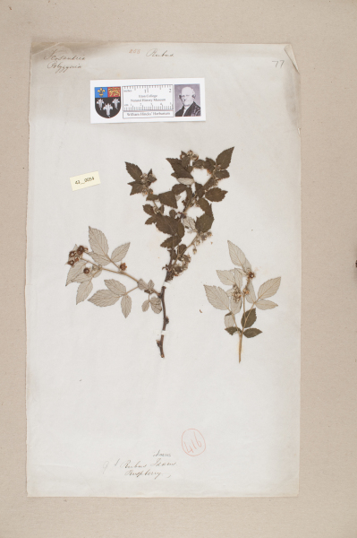 NHM_HH_43.54-2010 image NHM_HH_43.54-2010