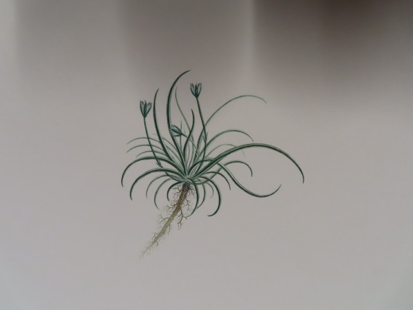 image FDA-E.2916_20_16-2016-A