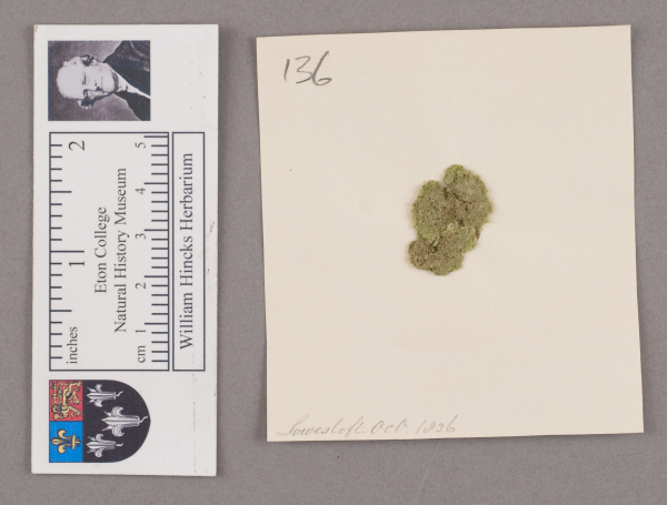 NHM_HH_1.136-2010 image NHM_HH_1.136-2010