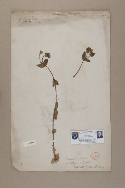 NHM_HH_19.68-2010 image NHM_HH_19.68-2010