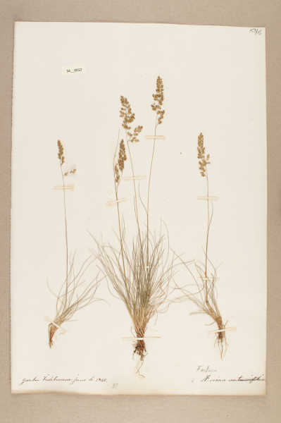 NHM_HH_34.12-2010 image NHM_HH_34.12-2010