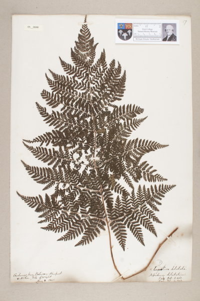 image NHM_HH_5.48-2010