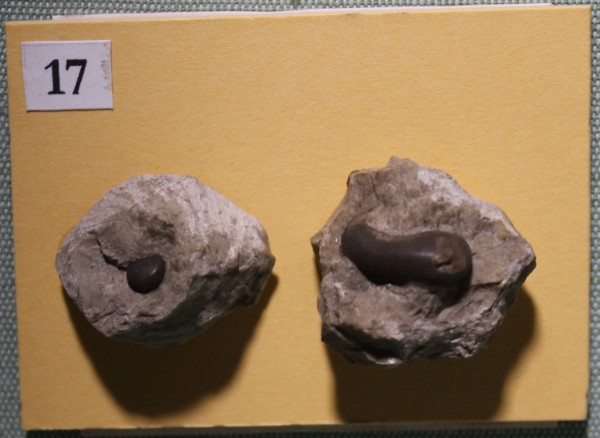 NHM.478-2017 image NHM.478-2017