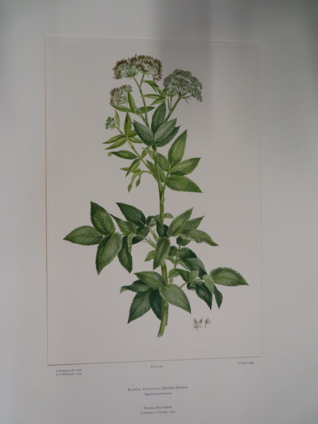 FDA-E.2916_22_18-2016-A image FDA-E.2916_22_18-2016-A