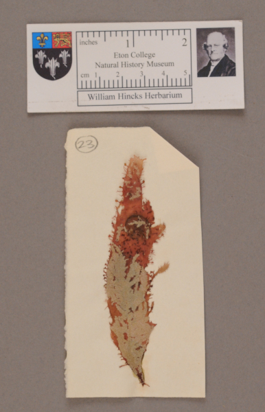 NHM_HH_1.23-2010 image NHM_HH_1.23-2010