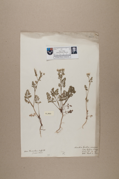 NHM_HH_21.23-2010 image NHM_HH_21.23-2010