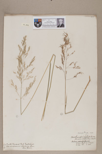 NHM_HH_35.18-2010 image NHM_HH_35.18-2010