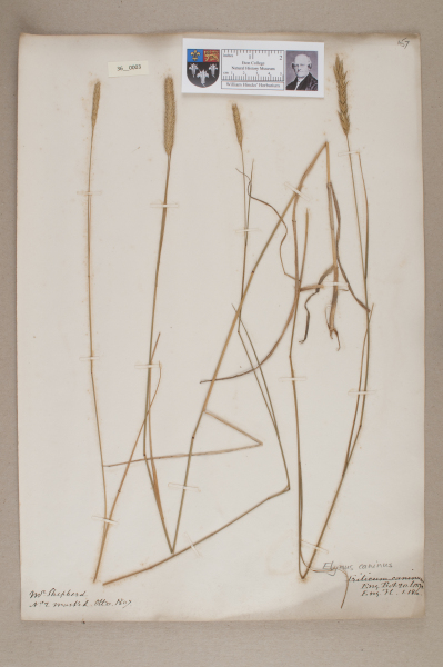 NHM_HH_36.3-2010 image NHM_HH_36.3-2010