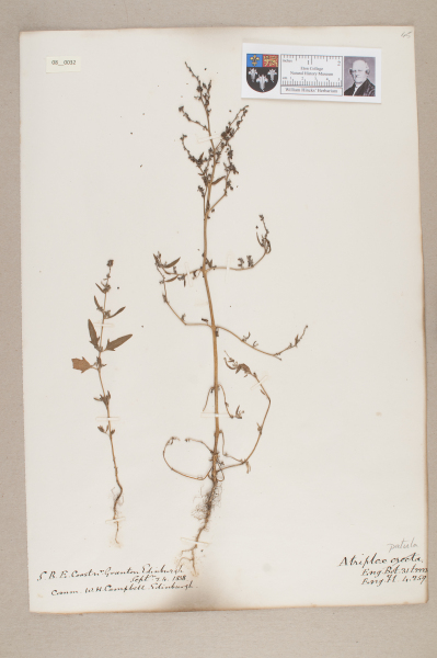 NHM_HH_8.32-2010 image NHM_HH_8.32-2010