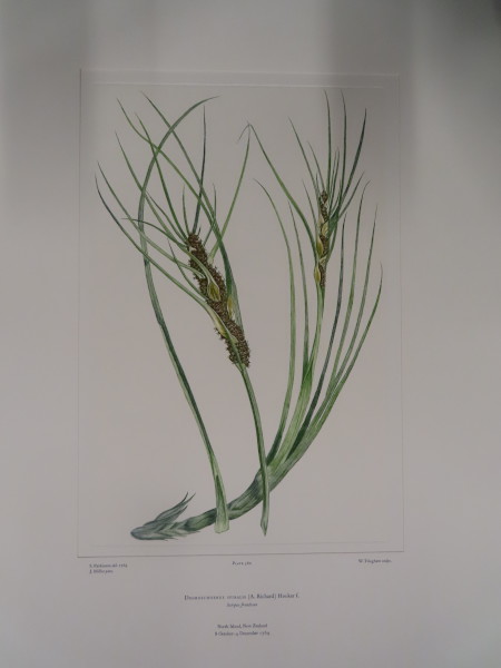 FDA-E.2916_26_25-2016 image FDA-E.2916_26_25-2016