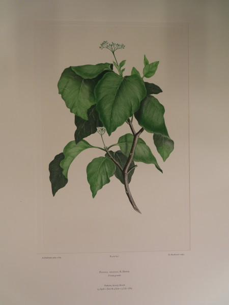 image FDA-E.2916_30_16-2016